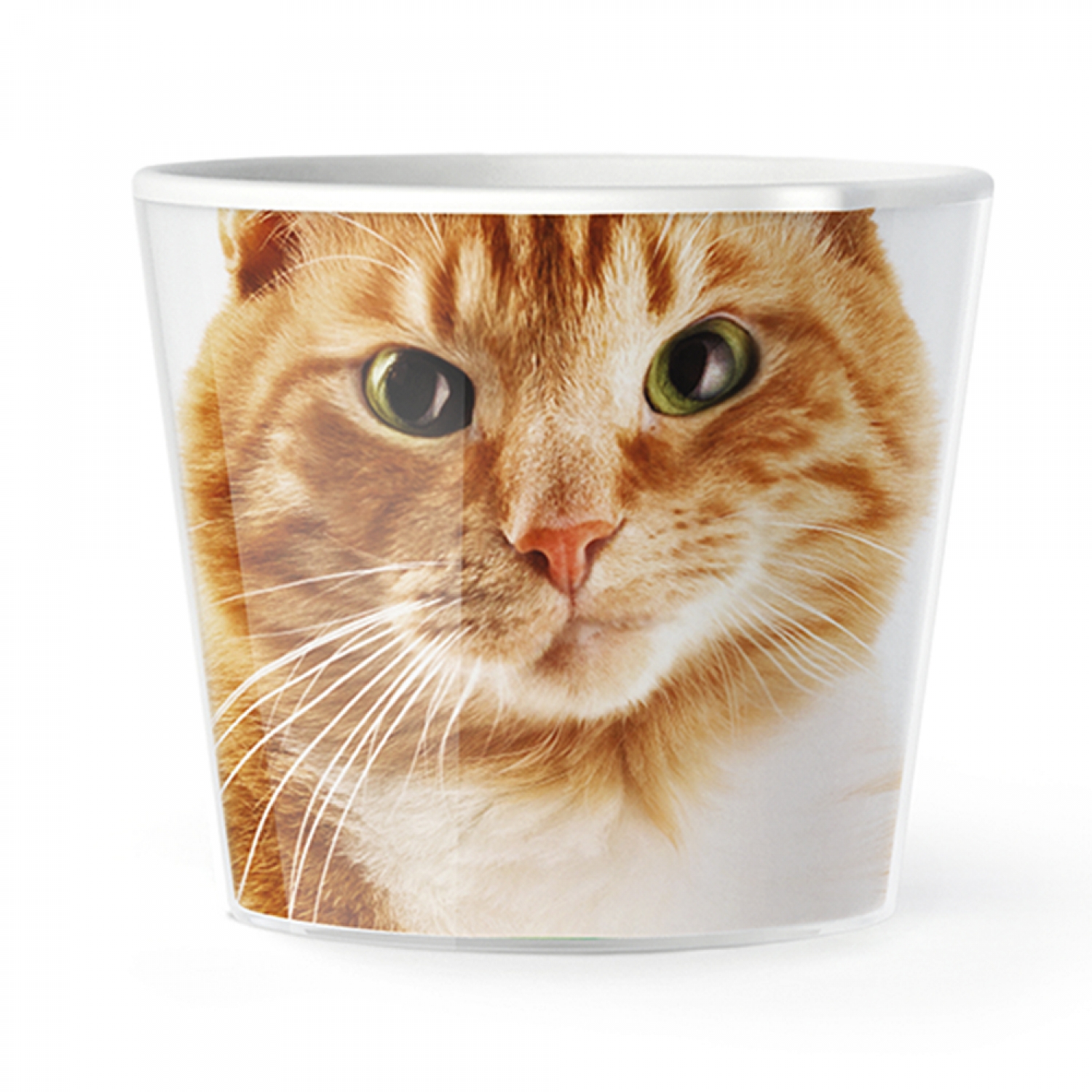 MyFacepot Animal_Red_Cat