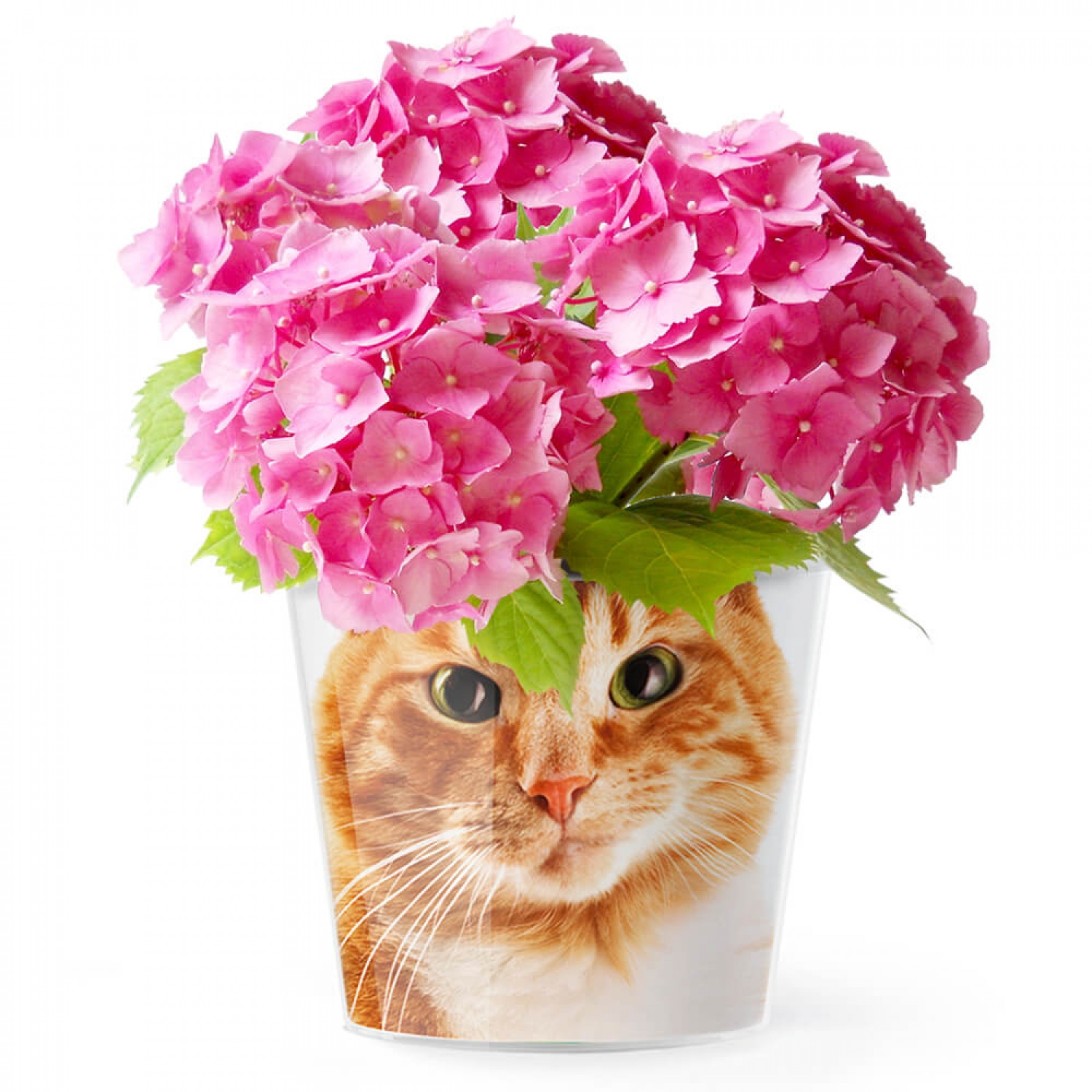 MyFacepot Animal_Red_Cat